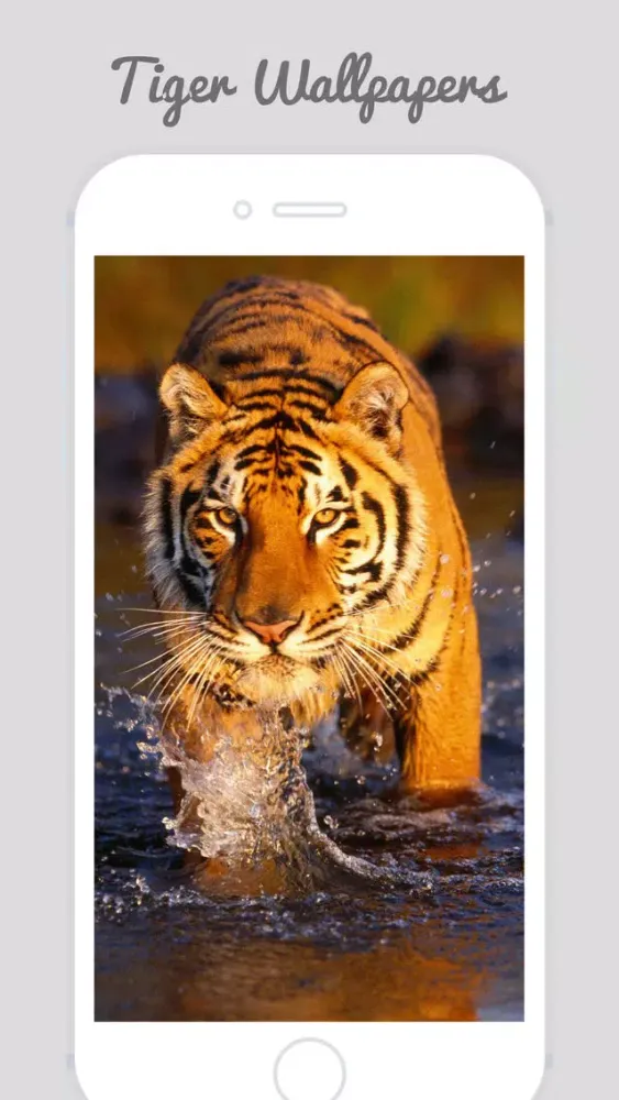 Captures d'écran de Tiger Wallpapers - Best Animal Background