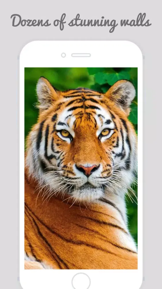 Captures d'écran de Tiger Wallpapers - Best Animal Background