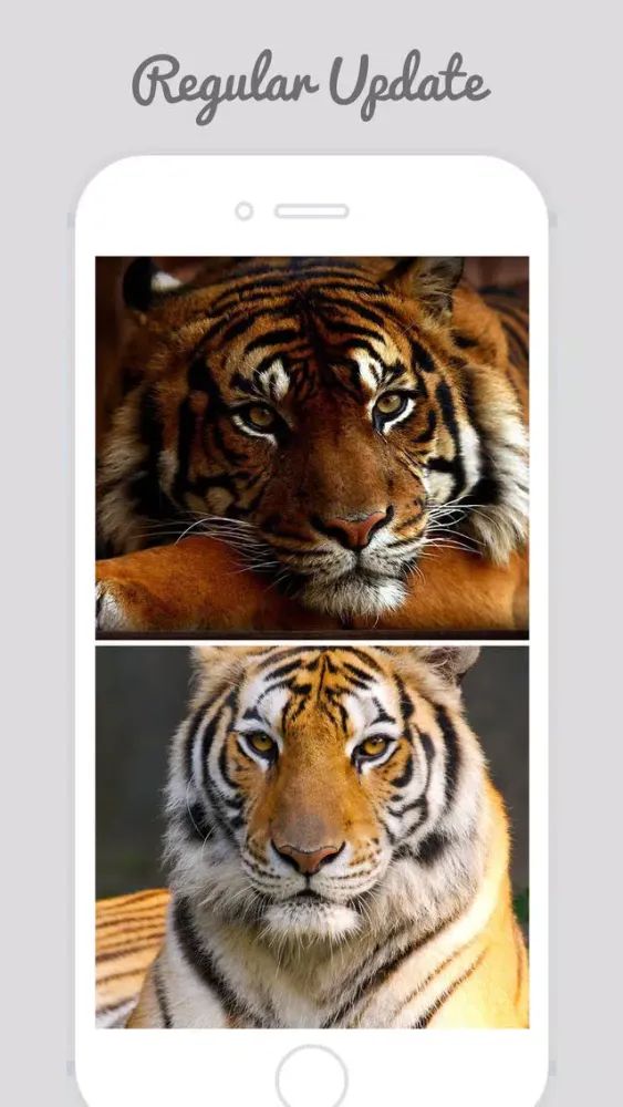 Captures d'écran de Tiger Wallpapers - Best Animal Background