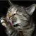 Cutest cat photos
