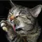Cutest cat photos