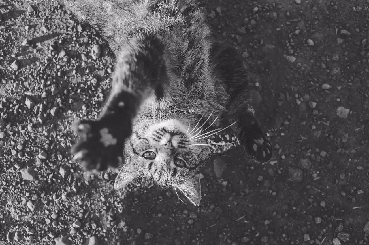 Cutest cat photos Ekran Görüntüleri