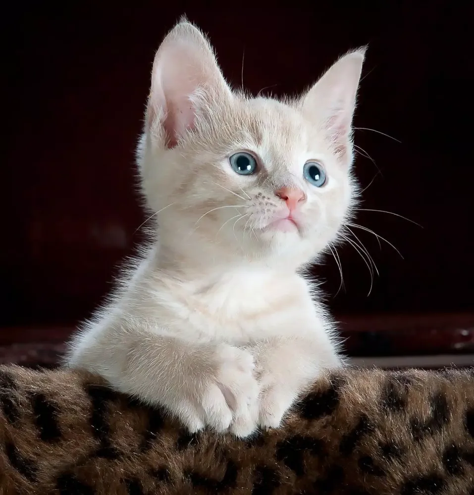 Cutest cat photos Ekran Görüntüleri