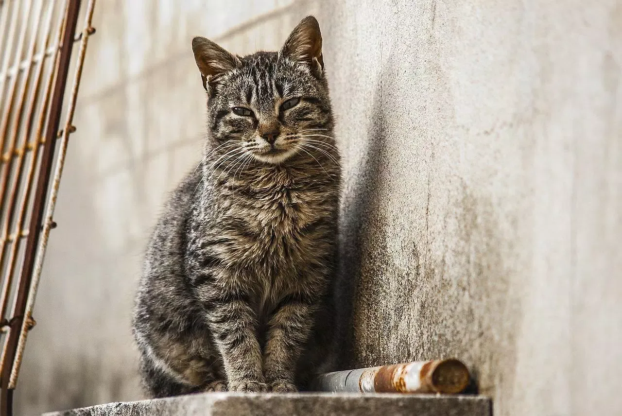 Cutest cat photos Ekran Görüntüleri