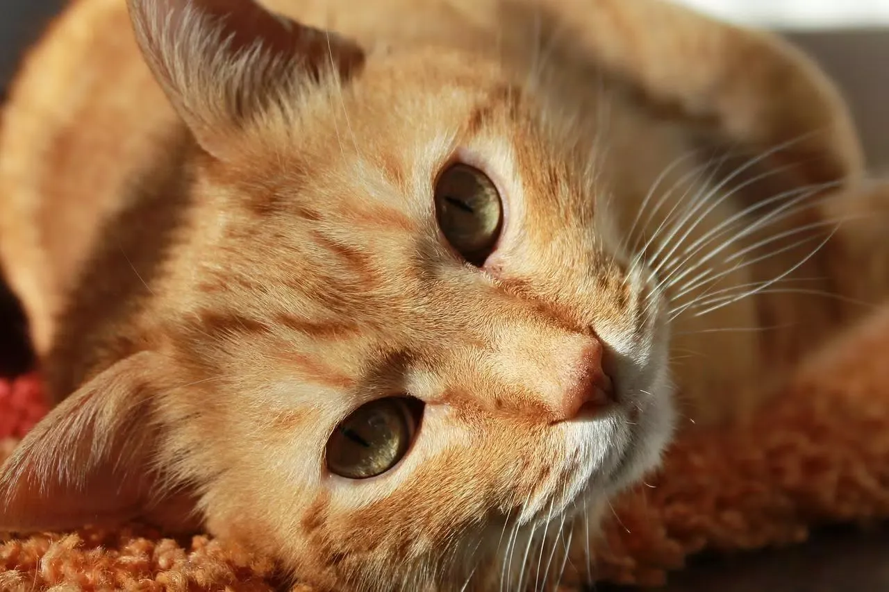 Cutest cat photos Ekran Görüntüleri