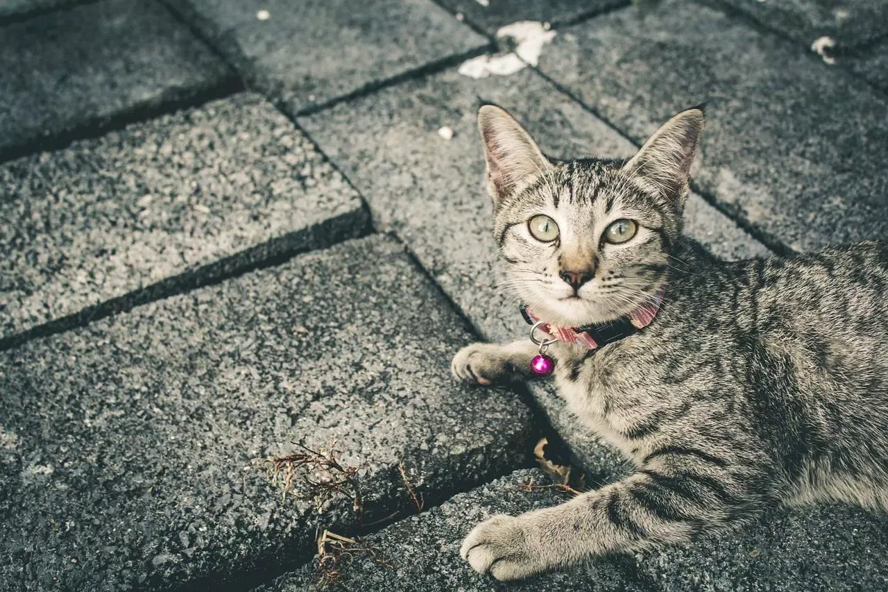 Cutest cat photos Ekran Görüntüleri