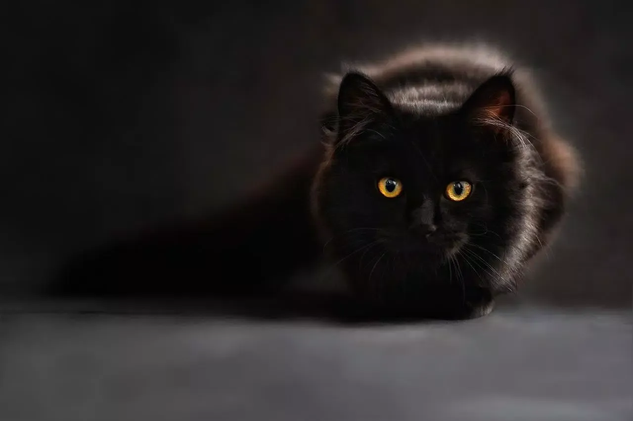 Cutest cat photos Ekran Görüntüleri