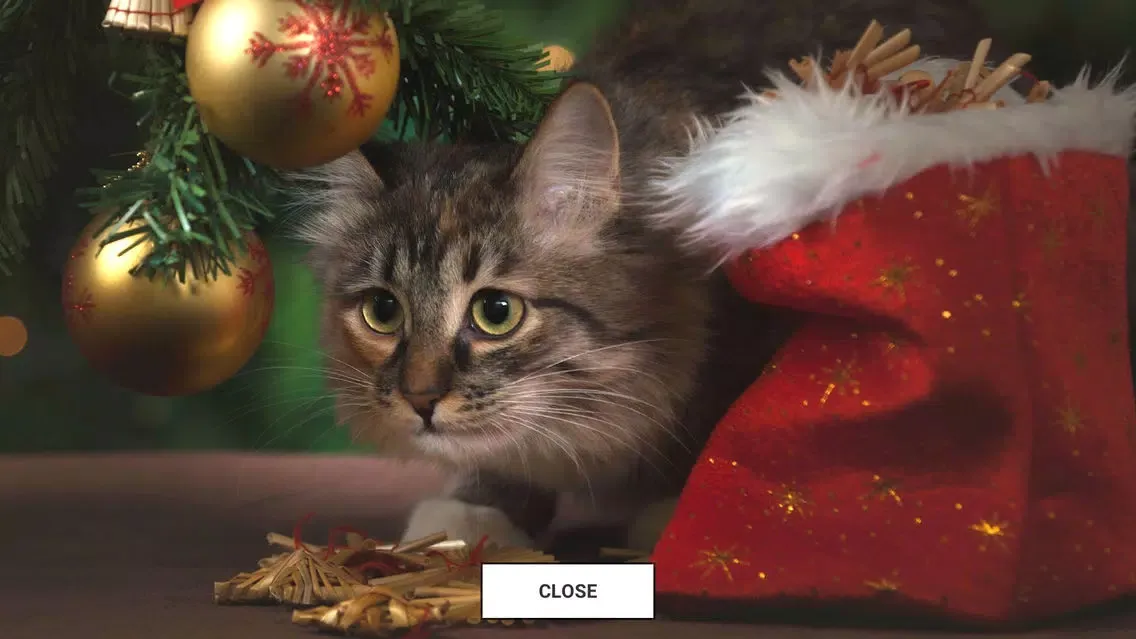 تصاویر BC Advent Calendar 2018
