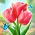 Bloom Match Story -Flower Sort
