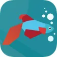 Betta Fish Guide Betta Fish Guide