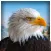 Pet American Eagle Life Sim 3D