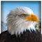 Pet American Eagle Life Sim 3D