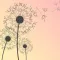 Dreamer Notes