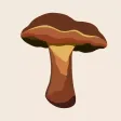 Bolete Filter Bolete Filter