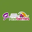 Aneberries Connect Aneberries Connect
