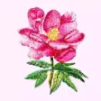 Pink Blooms
