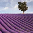 Essential Oils