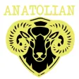 Anatolian Grill Cardiff
