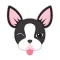 Boston Bull Terrier Keyboard