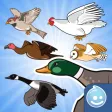Happy Aviary Adventure - Pick your bird game!