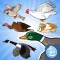 Happy Aviary Adventure - Pick your bird game!