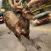 Deer Simulator 2016 | My Deer Animal Game