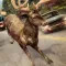 Deer Simulator 2016 | My Deer Animal Game