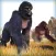 Gorilla Monkey Running Adventure Game For Free