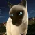 Running Cats - Survive The Free Kitty Cat Simulator