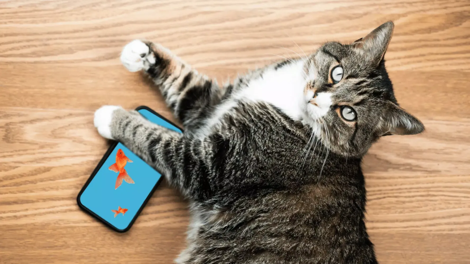 Capturas de pantalla de Cat Games