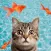 Cat Games For Cats: Fishing