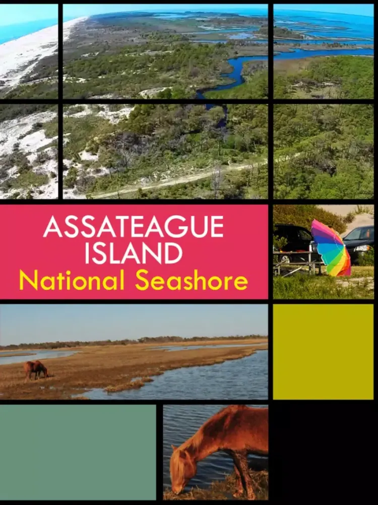Assateague Island iPad  Ekran Görüntüleri