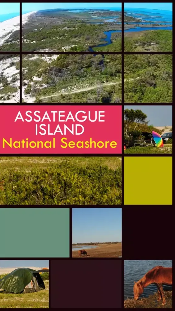 Assateague Island Ekran Görüntüleri
