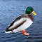 Quack - Duck Soundboard