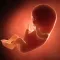 Fetal Development Week by Week Guide