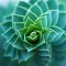 Succulents Plant 101:Growing Guide and Care Tips