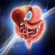 Leaky Gut Guide-Symptoms and Digestive System Leaky Gut Guide-Symptoms and Digestive System