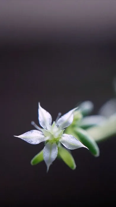 ภาพหน้าจอของ Minimalism: Simple, Unique Wallpapers for iPhone and iPad