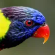 Unique Bird Wallpapers: Stunning Ornithological Backgrounds Unique Bird Wallpapers: Stunning Ornithological Backgrounds