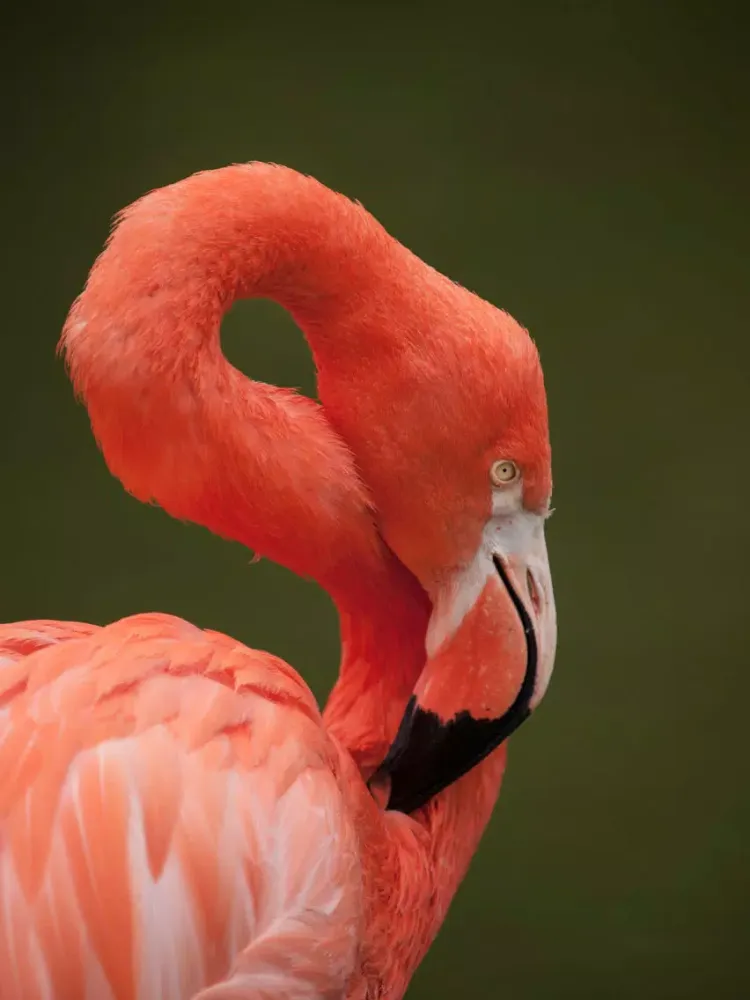 Unique Bird Wallpapers: Stunning Ornithological Backgrounds iPad  Screenshots