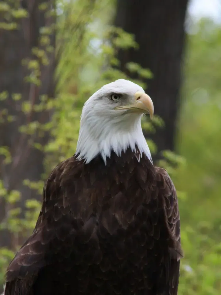 Unique Bird Wallpapers: Stunning Ornithological Backgrounds iPad  Screenshots