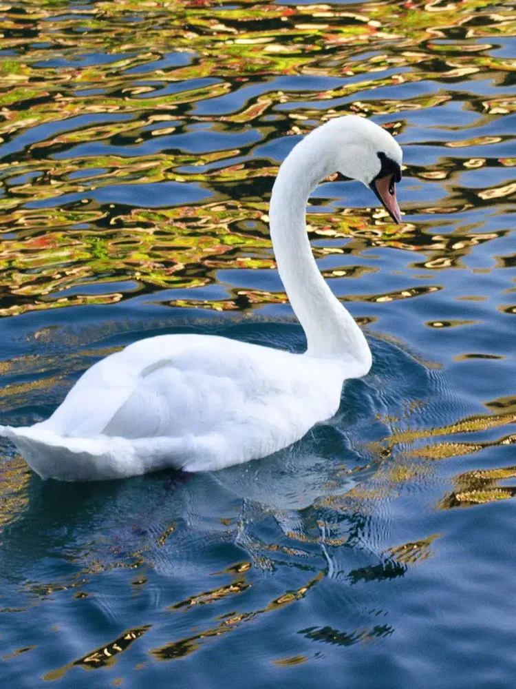 Unique Bird Wallpapers: Stunning Ornithological Backgrounds iPad  Screenshots