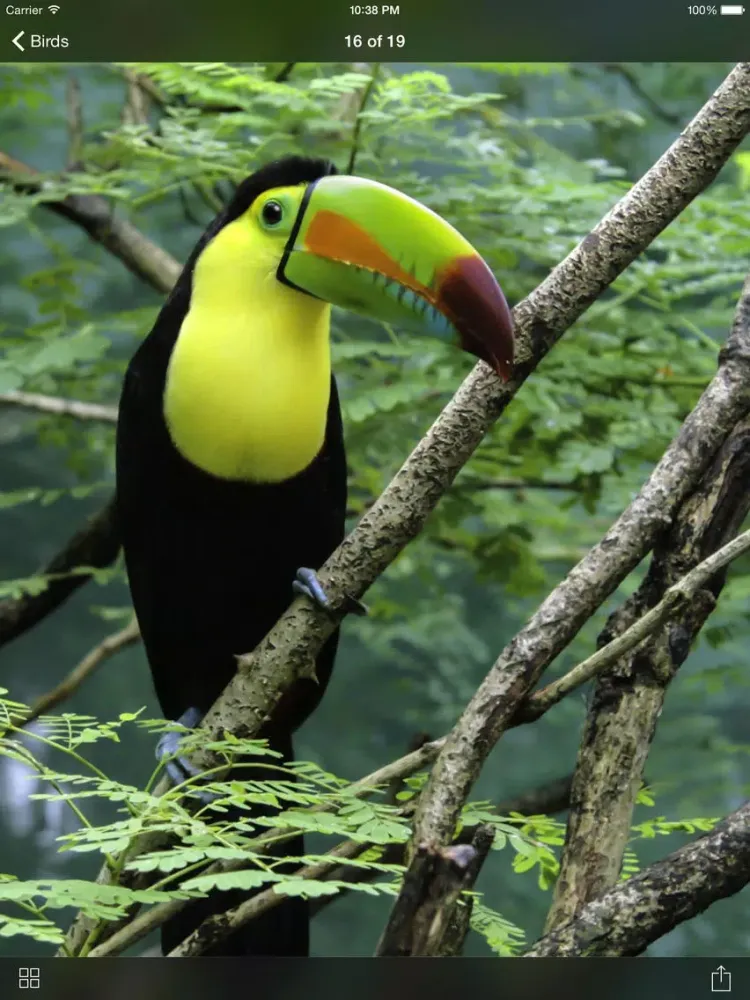 Unique Bird Wallpapers: Stunning Ornithological Backgrounds iPad  Screenshots