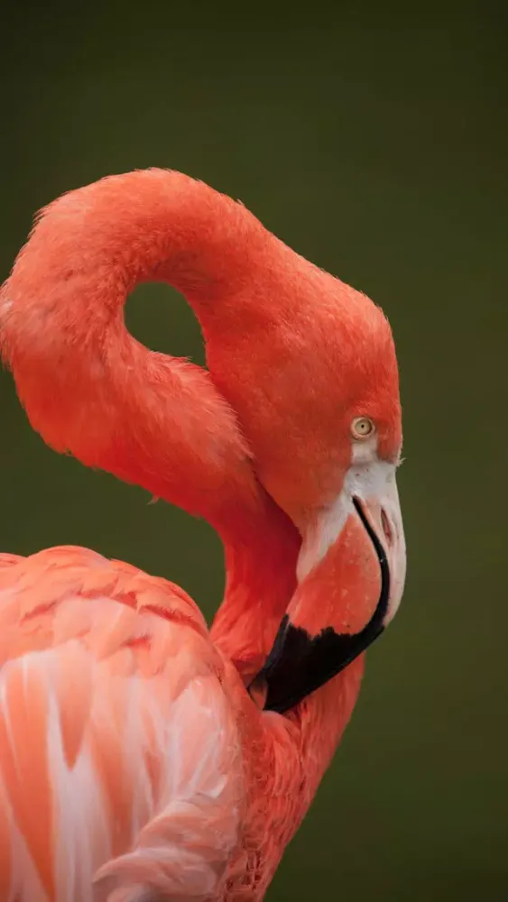 Unique Bird Wallpapers: Stunning Ornithological Backgrounds Screenshots