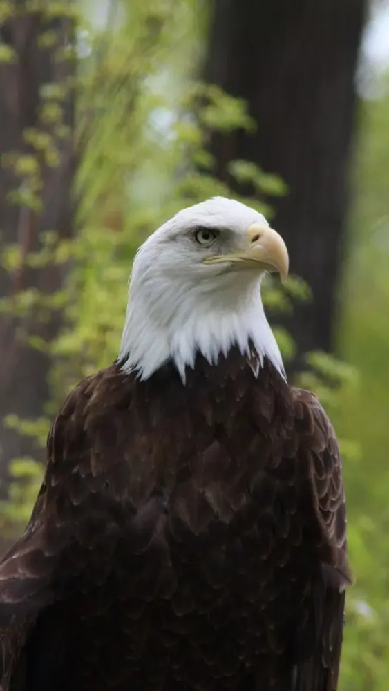 Unique Bird Wallpapers: Stunning Ornithological Backgrounds Screenshots