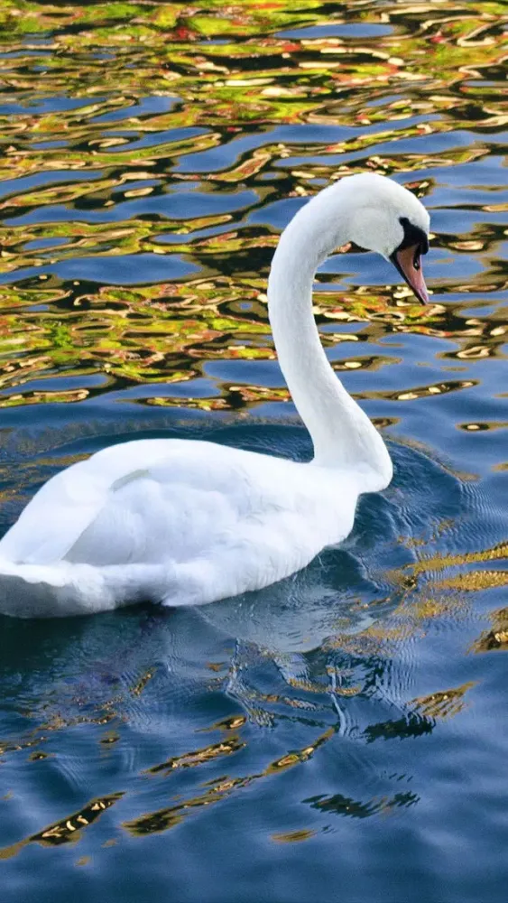 Unique Bird Wallpapers: Stunning Ornithological Backgrounds Screenshots