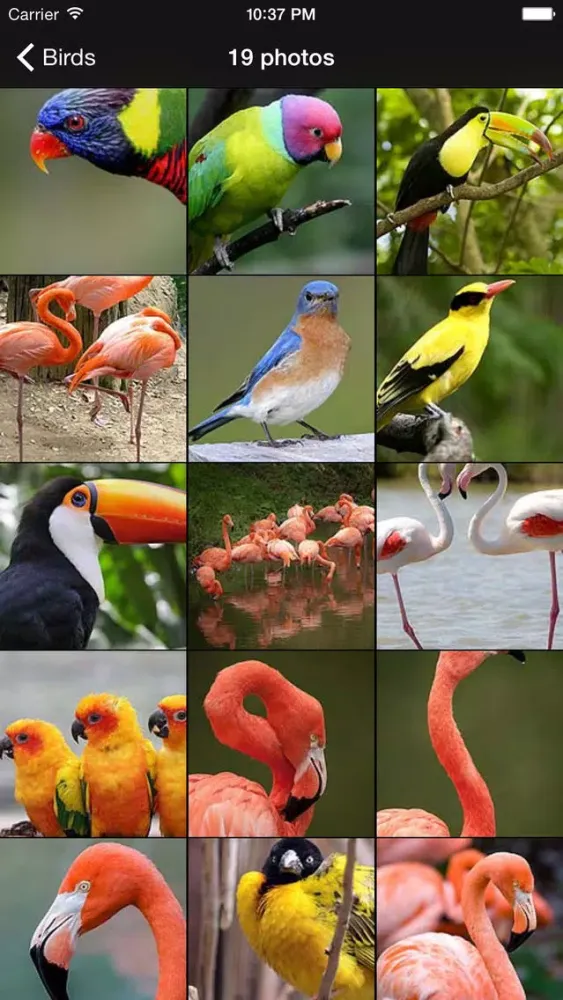 Unique Bird Wallpapers: Stunning Ornithological Backgrounds Screenshots