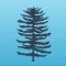 Mt. Seymour Trail Guide