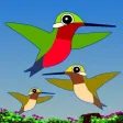 Hummingbird Game Hummingbird Game