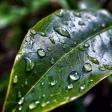 Alpha Waves, Rain Sounds